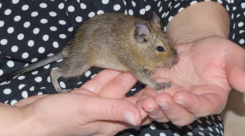 Degu Care Things You Need to Know!