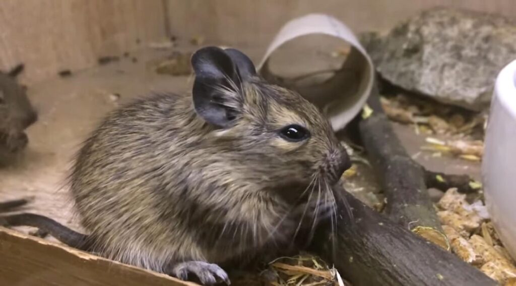 Let's Check Some Details About Degu Care That You Should Know. 