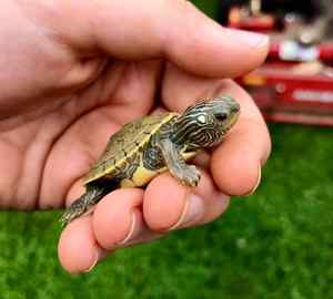 Pick a Healthy Baby Box Turtle 