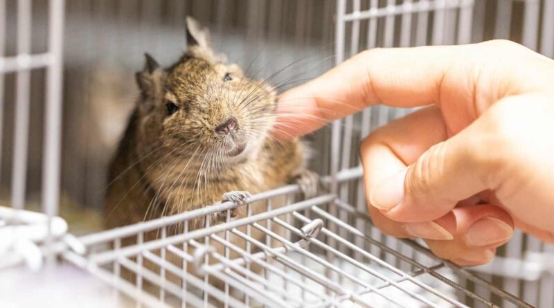 Pros and Cons of Having Degu As Pets