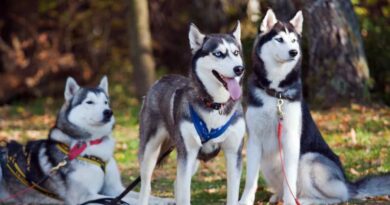 Things you Didn't Know About Siberian Husky