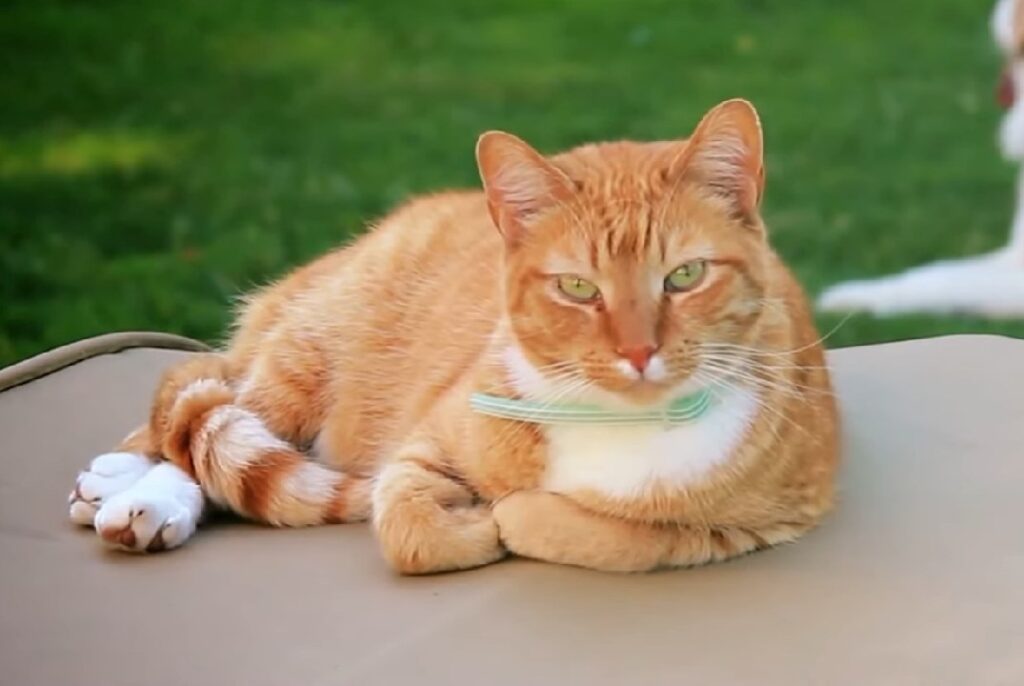 Characteristics of an Orange Tabby Cat