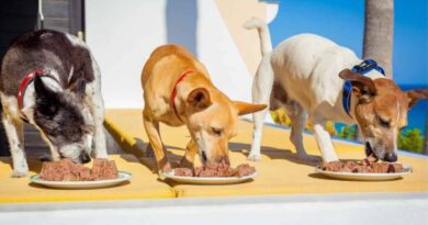 Palatability Of Dog Food