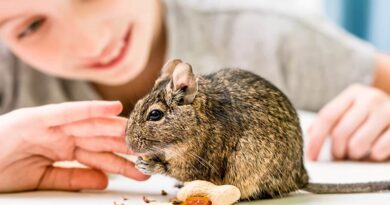 Why You Should Keep Degu As a Pet