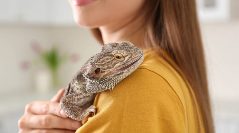 Bearded Dragon Care Guide for Beginners