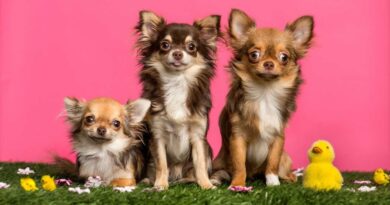 Pros and Cons of Having a CHIHUAHUA Puppy!