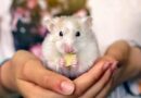 Hamster Dos and Don'ts