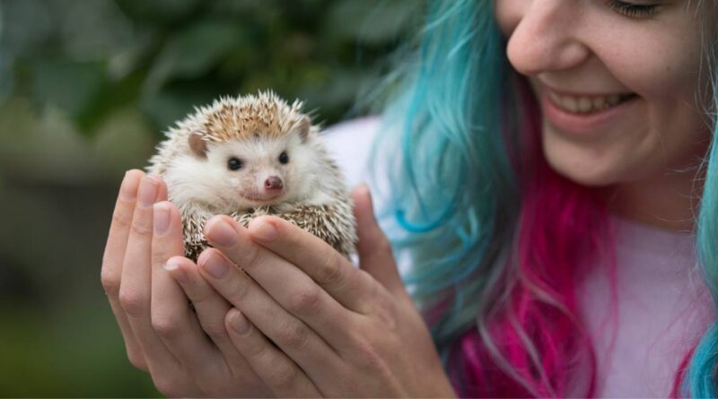 Pros and Cons of Hedgehogs as Pets