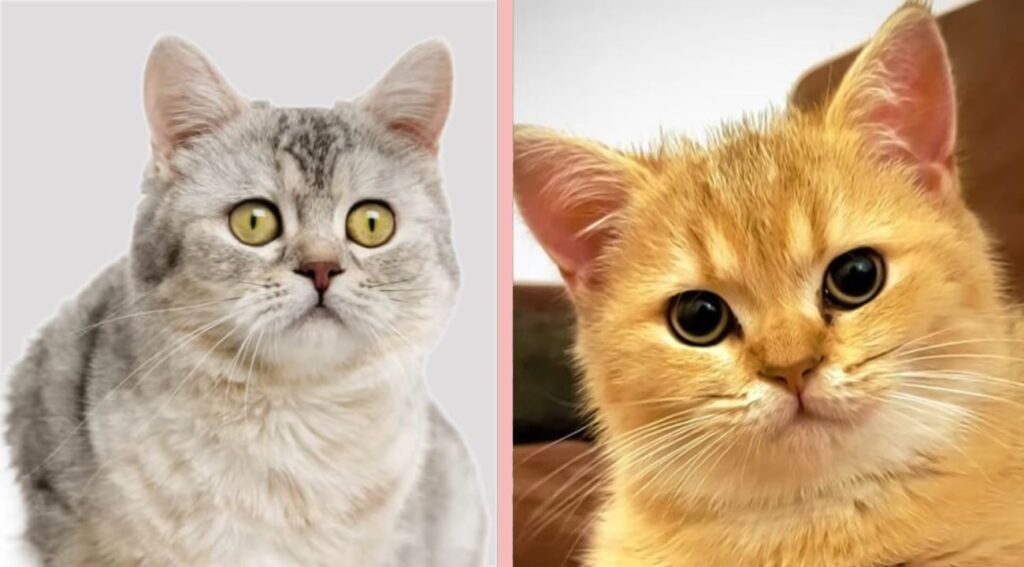 American Shorthair Cat vs British Shorthair Cat