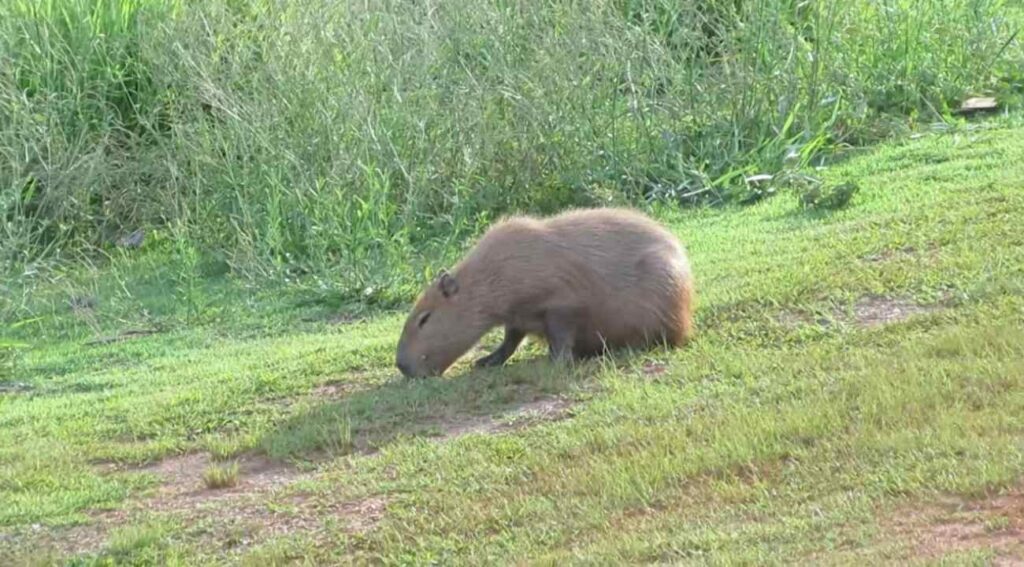 Capybara Feeding