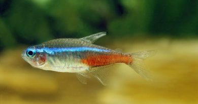 How Long Can Neon Tetras Go Without Food