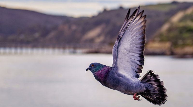 How Long Can Pigeons Go Without Water